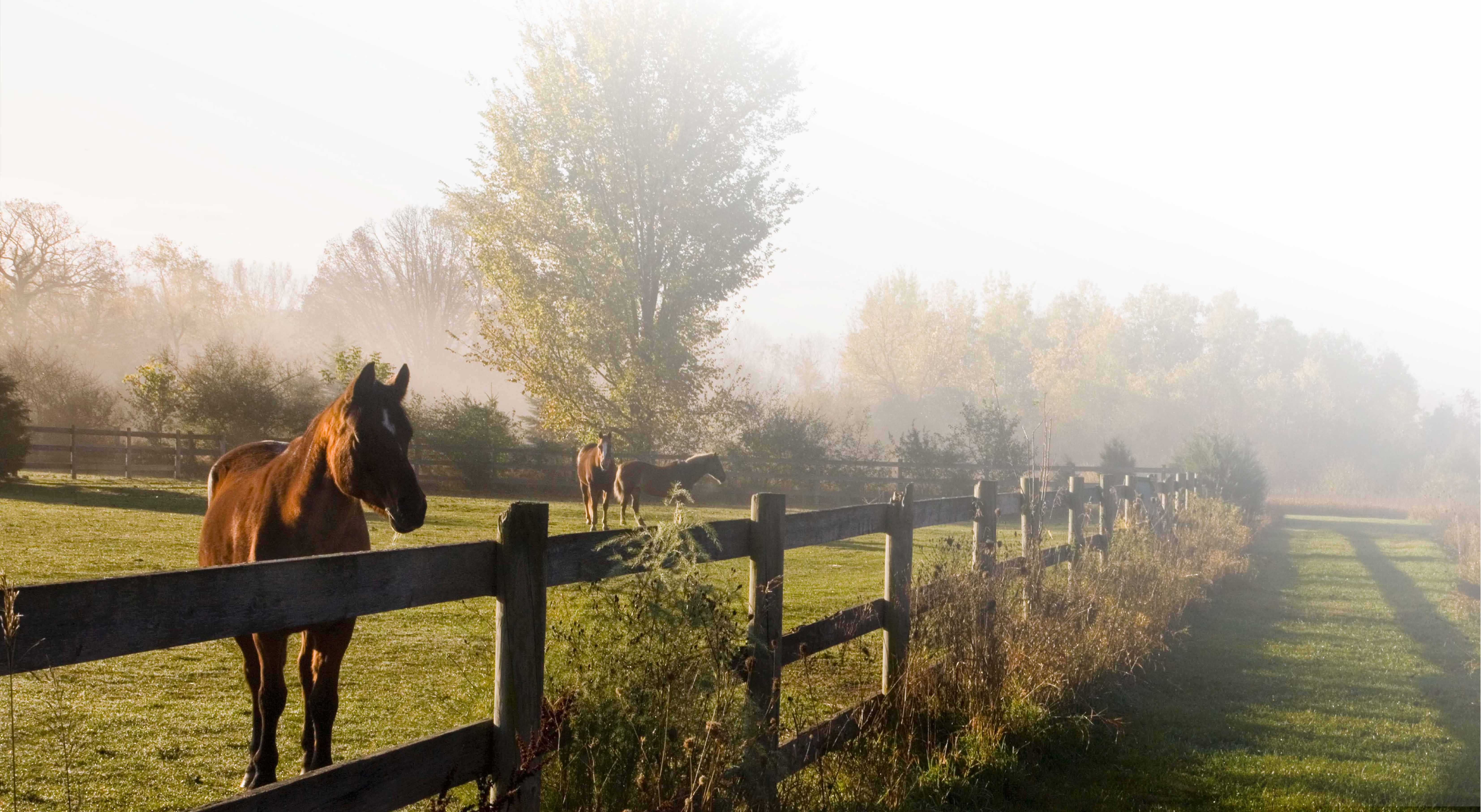 Horses in a misty Stouffville pasture at sunrise